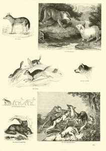 Página de The Pictorial Museum of Animated Nature