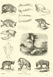 Página de The Pictorial Museum of Animated Nature