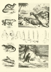Página de The Pictorial Museum of Animated Nature