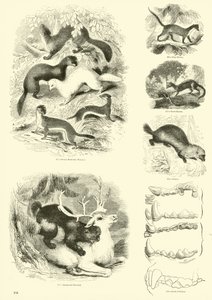 Página de The Pictorial Museum of Animated Nature de English School