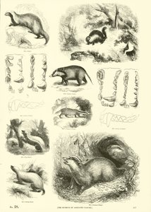Página de The Pictorial Museum of Animated Nature