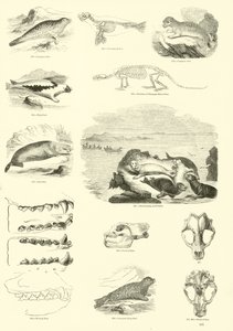 Página de The Pictorial Museum of Animated Nature