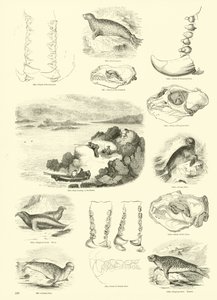 Página de The Pictorial Museum of Animated Nature