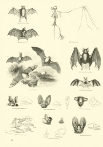 Página de The Pictorial Museum of Animated Nature