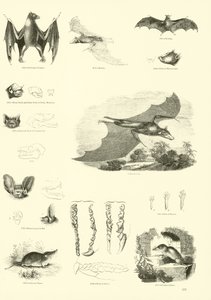 Página de The Pictorial Museum of Animated Nature