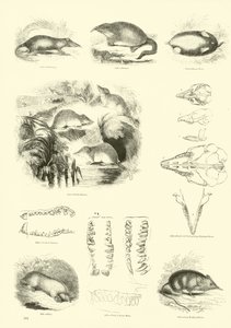 Página de The Pictorial Museum of Animated Nature
