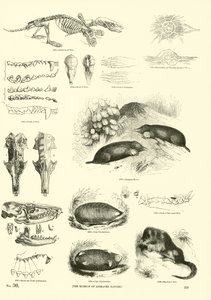 Página de The Pictorial Museum of Animated Nature