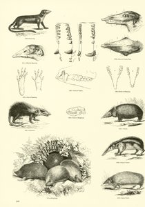 Página de The Pictorial Museum of Animated Nature