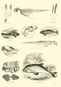 Página de The Pictorial Museum of Animated Nature