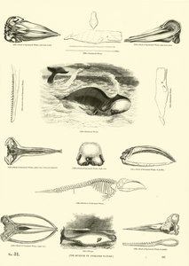 Página de The Pictorial Museum of Animated Nature