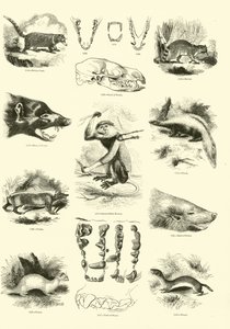 Página de The Pictorial Museum of Animated Nature