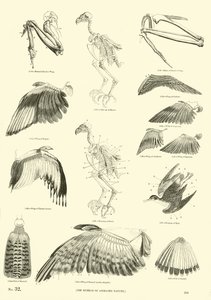 Página de The Pictorial Museum of Animated Nature