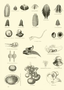 Página de The Pictorial Museum of Animated Nature