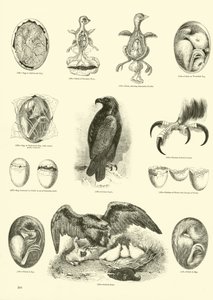 Página de The Pictorial Museum of Animated Nature