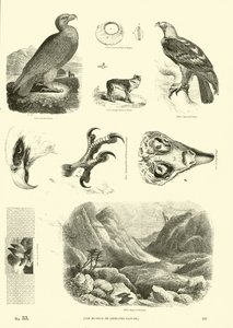 Página de The Pictorial Museum of Animated Nature