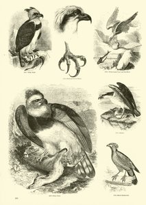 Página de The Pictorial Museum of Animated Nature