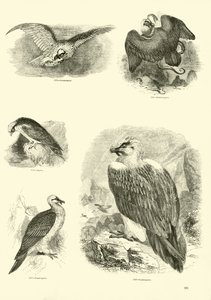 Página de The Pictorial Museum of Animated Nature