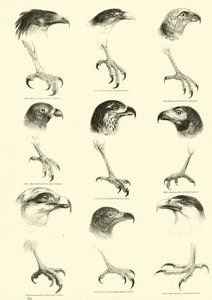 Página de The Pictorial Museum of Animated Nature