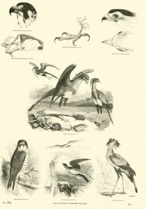 Página de The Pictorial Museum of Animated Nature
