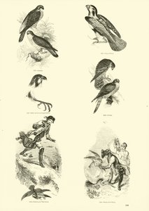 Página de The Pictorial Museum of Animated Nature
