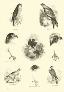 Página de The Pictorial Museum of Animated Nature
