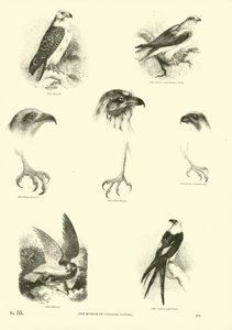 Página de The Pictorial Museum of Animated Nature