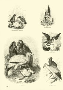 Página de The Pictorial Museum of Animated Nature