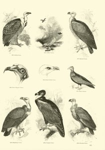 Página de The Pictorial Museum of Animated Nature