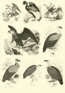Página de The Pictorial Museum of Animated Nature