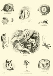 Página de The Pictorial Museum of Animated Nature