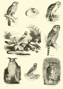 Página de The Pictorial Museum of Animated Nature