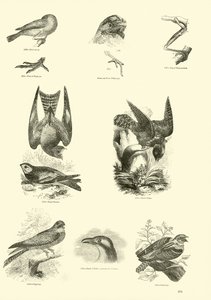 Página de The Pictorial Museum of Animated Nature