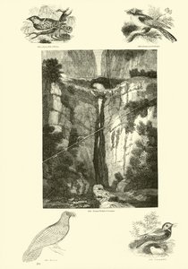Página de The Pictorial Museum of Animated Nature