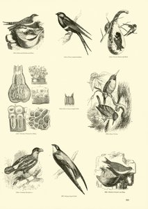 Página de The Pictorial Museum of Animated Nature