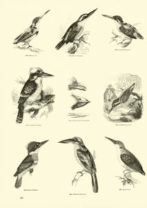 Página de The Pictorial Museum of Animated Nature