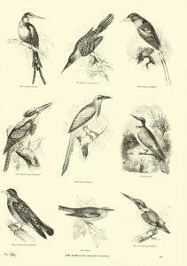 Página de The Pictorial Museum of Animated Nature