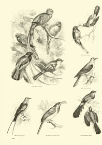 Página de The Pictorial Museum of Animated Nature