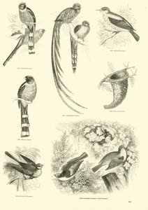 Página de The Pictorial Museum of Animated Nature