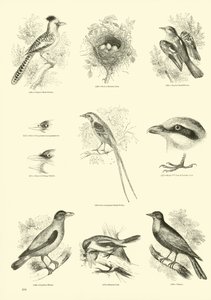 Página de The Pictorial Museum of Animated Nature