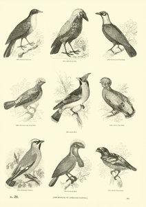 Página de The Pictorial Museum of Animated Nature