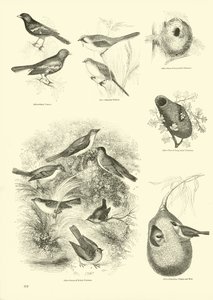 Página de The Pictorial Museum of Animated Nature