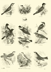 Página de The Pictorial Museum of Animated Nature de English School