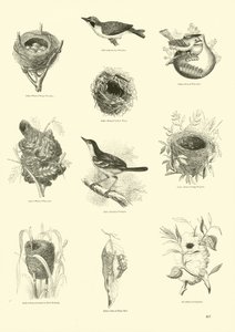 Página de The Pictorial Museum of Animated Nature de English School