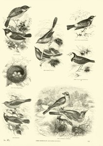 Página de The Pictorial Museum of Animated Nature de English School