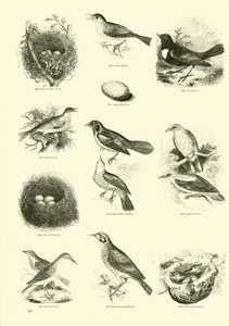 Página de The Pictorial Museum of Animated Nature