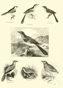 Página de The Pictorial Museum of Animated Nature