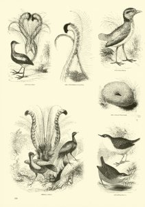 Página de The Pictorial Museum of Animated Nature de English School