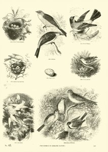 Página de The Pictorial Museum of Animated Nature