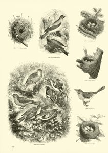 Página de The Pictorial Museum of Animated Nature