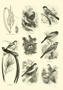 Página de The Pictorial Museum of Animated Nature
